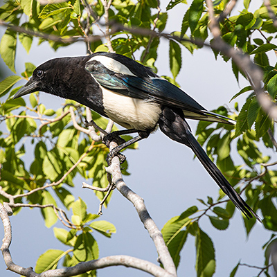 Magpie