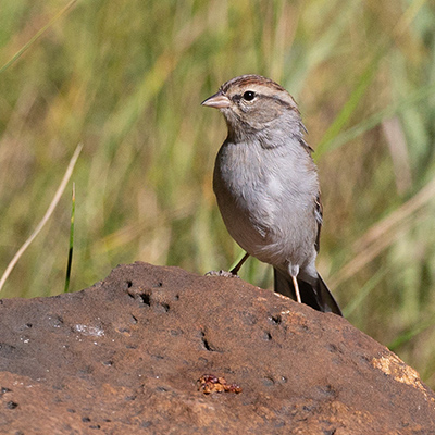 Sparrow-Chipping