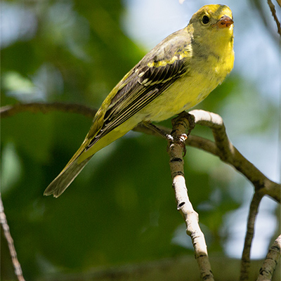 Tanager-Western 