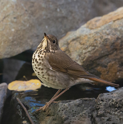 Thrush-Hermit 