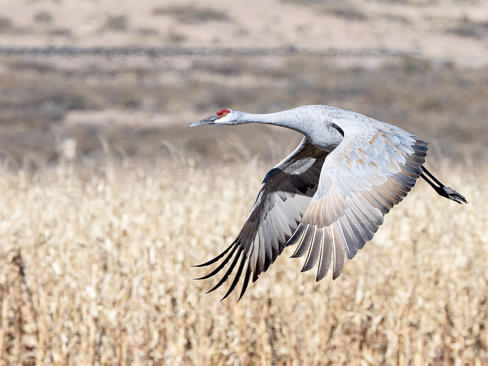 Crane-Sandhill