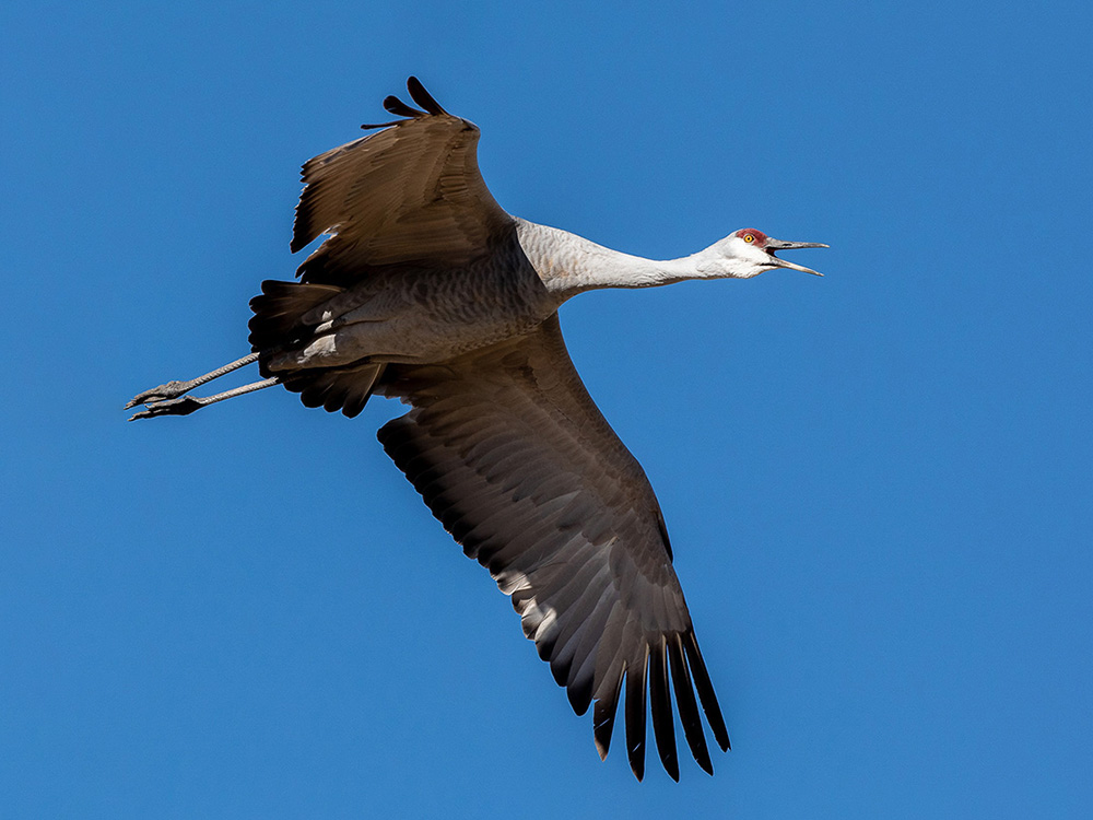 Crane-Sandhill