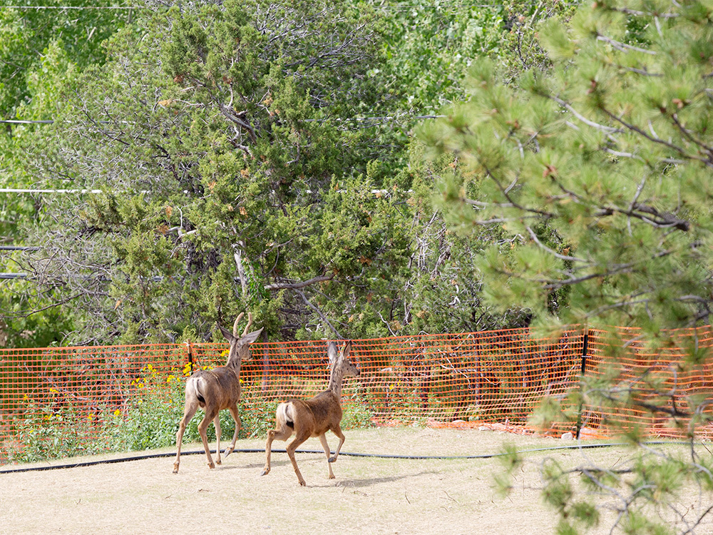 Deer-White-Tail