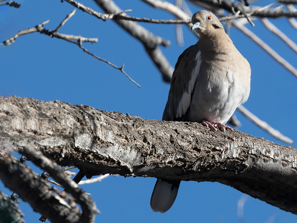 Dove-White-Winged