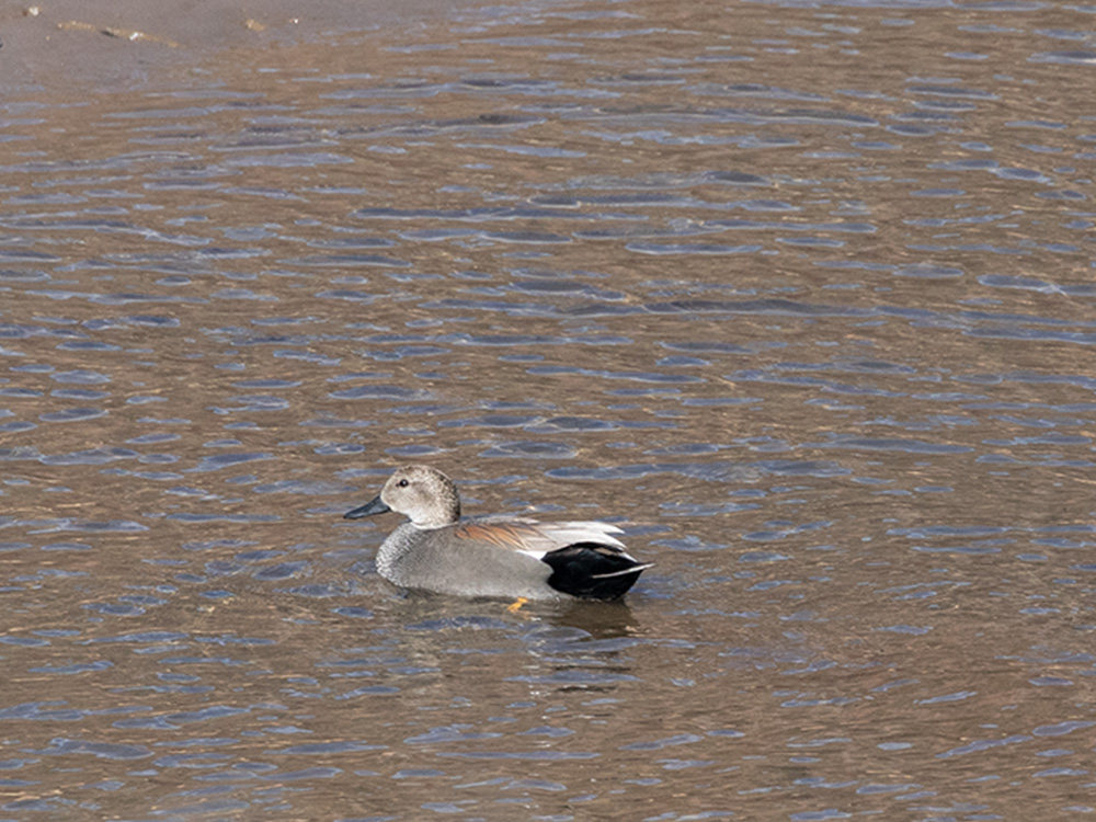 Duck Gadwall