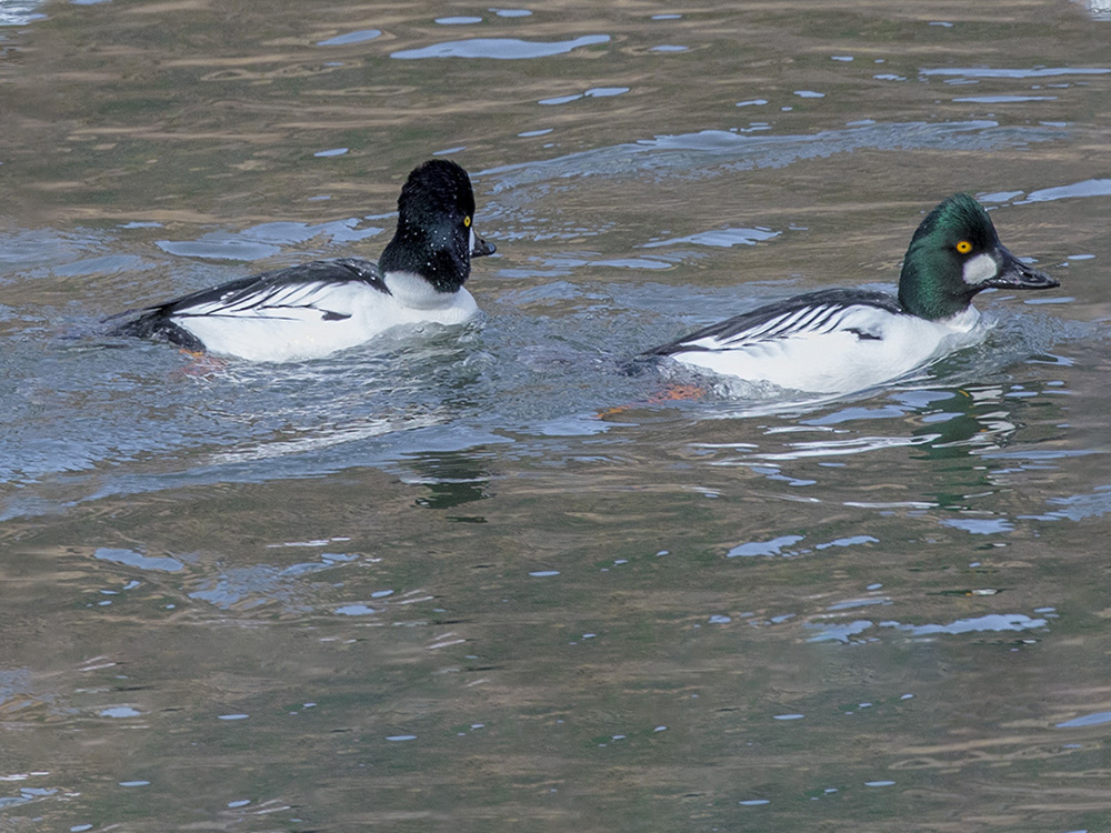  Duck-Goldeneye-Common