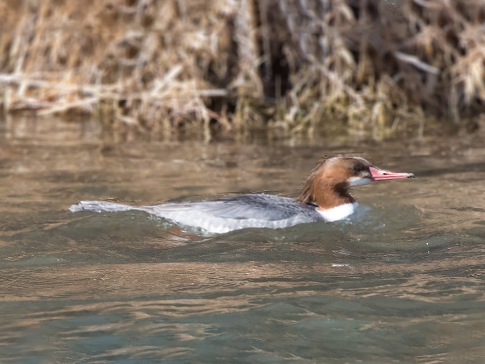 Duck-Merganser-Common