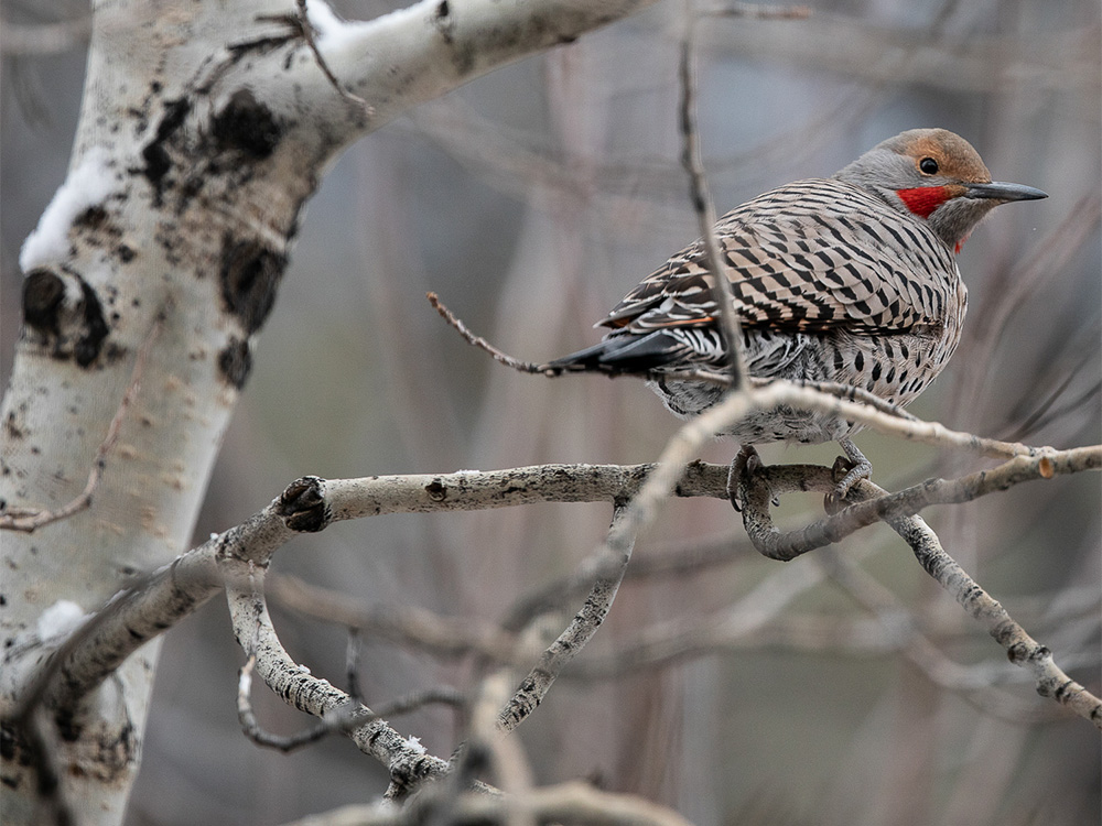 Flicker-Northern (Red-Shafted)