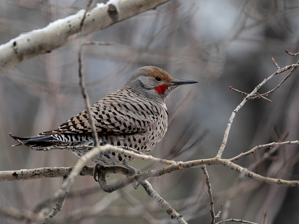 Flicker-Northern (Red-Shafted)