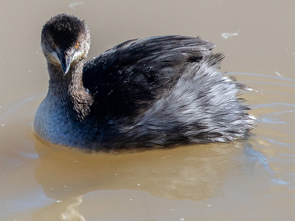 Grebe-Eared