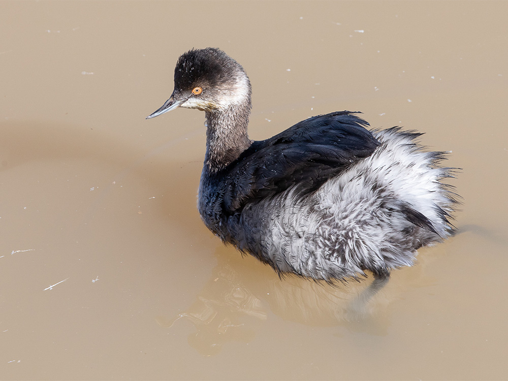 Grebe-Eared