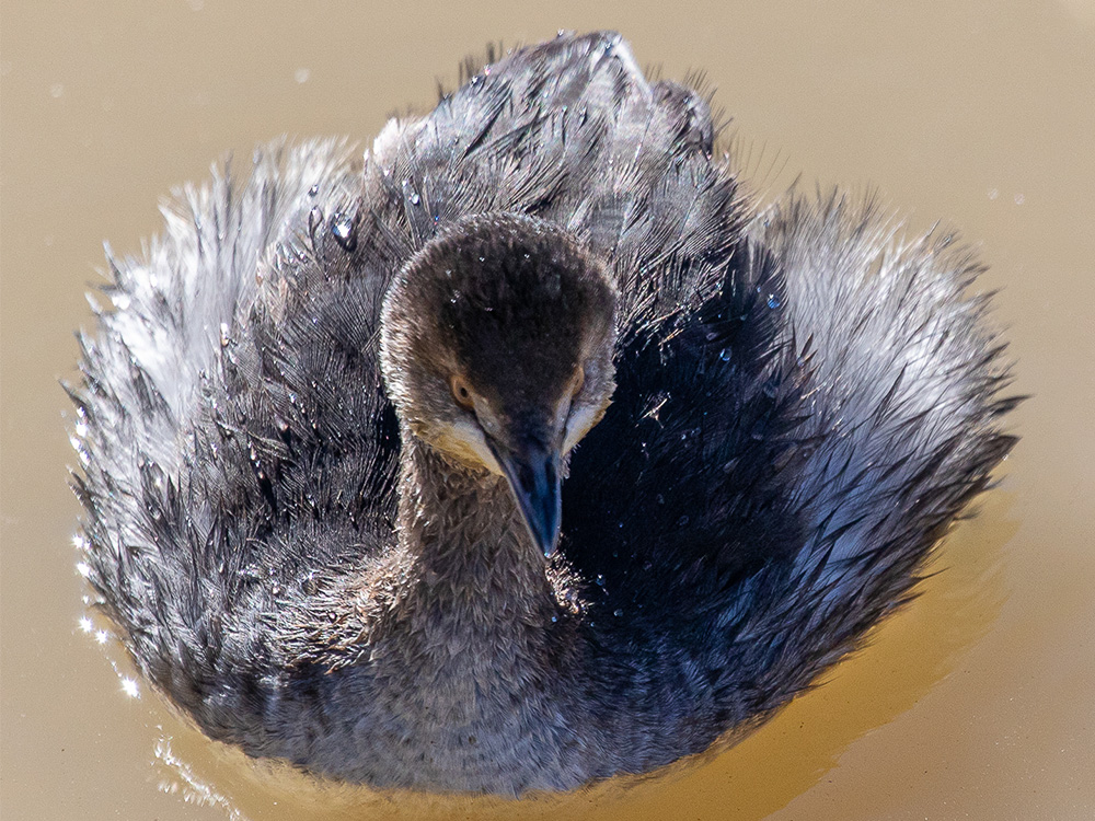 Grebe-Eared