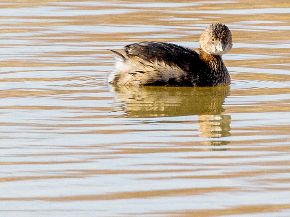 Grebe-Eared