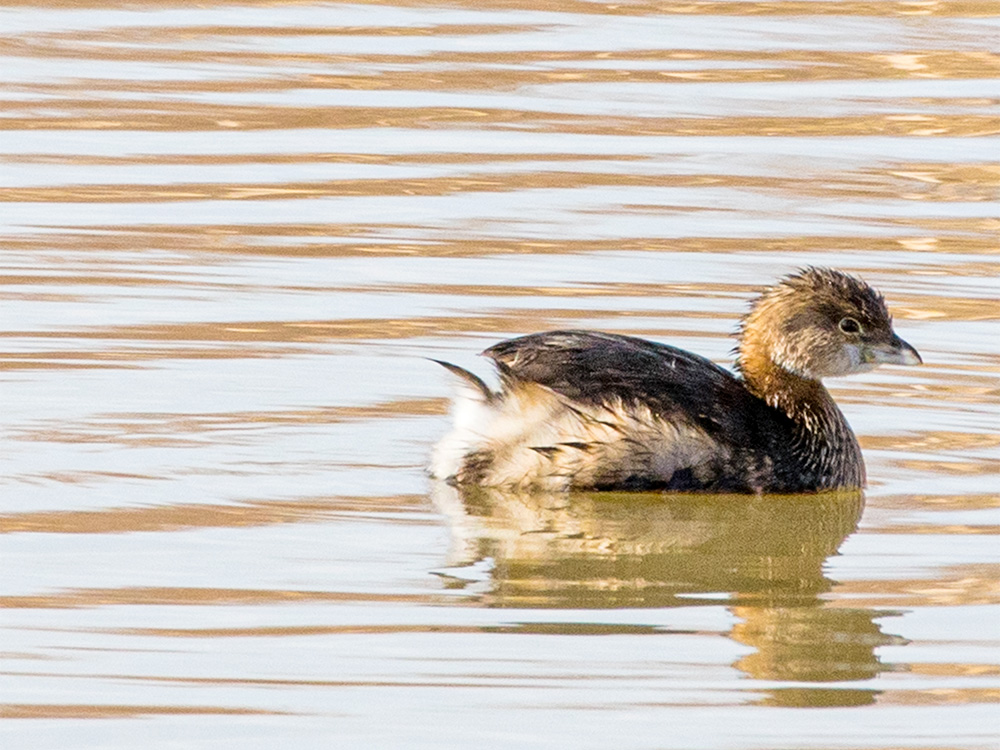 Grebe-Eared