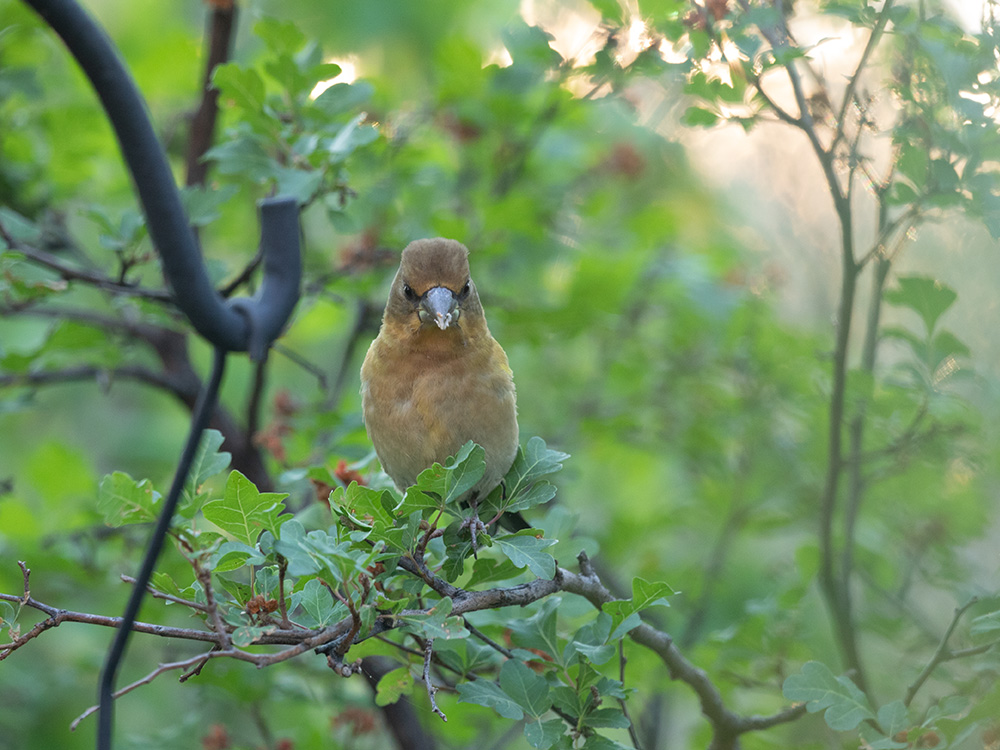 Grosbeak-Evening-Juvenile