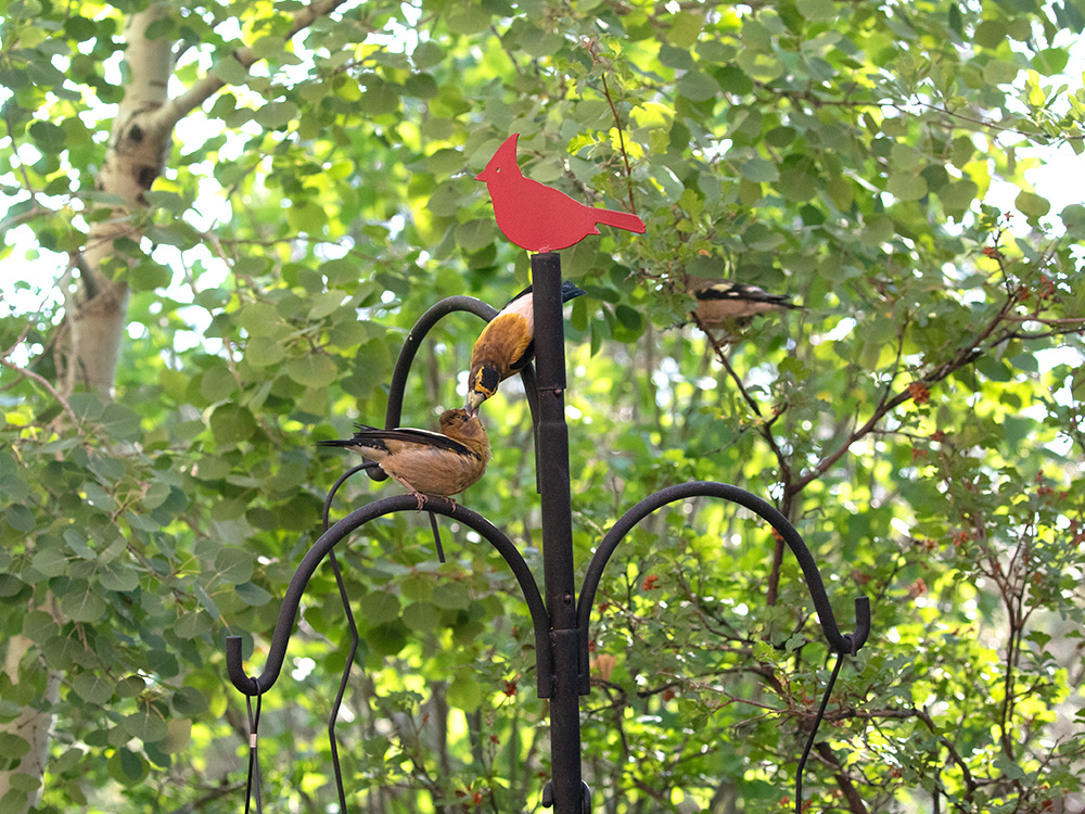 Grosbeak-Evening-Juvenile