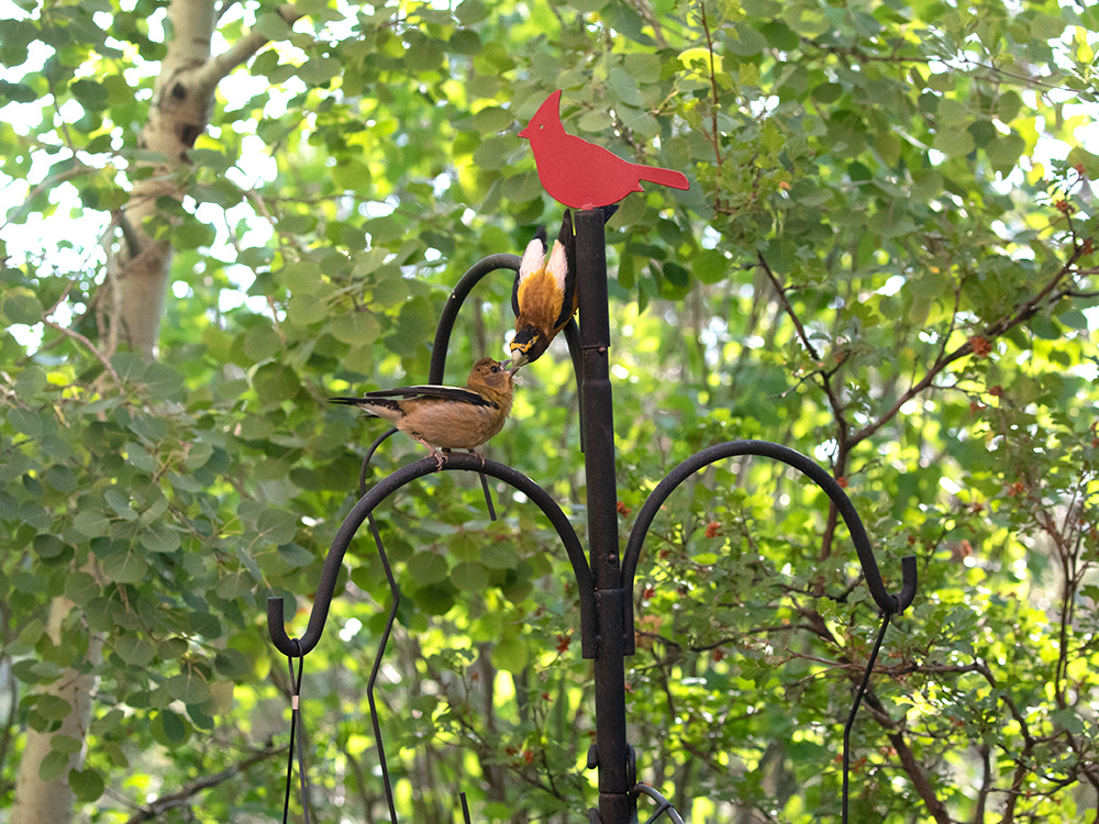 Grosbeak-Evening-Juvenile