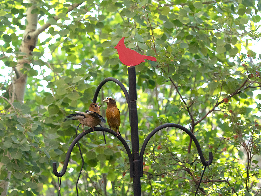 Grosbeak-Evening-Juvenile