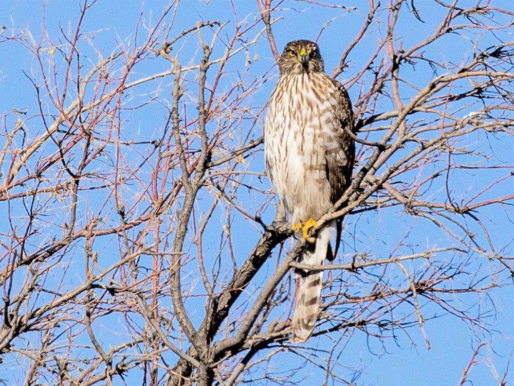Hawk-Red-Tailed