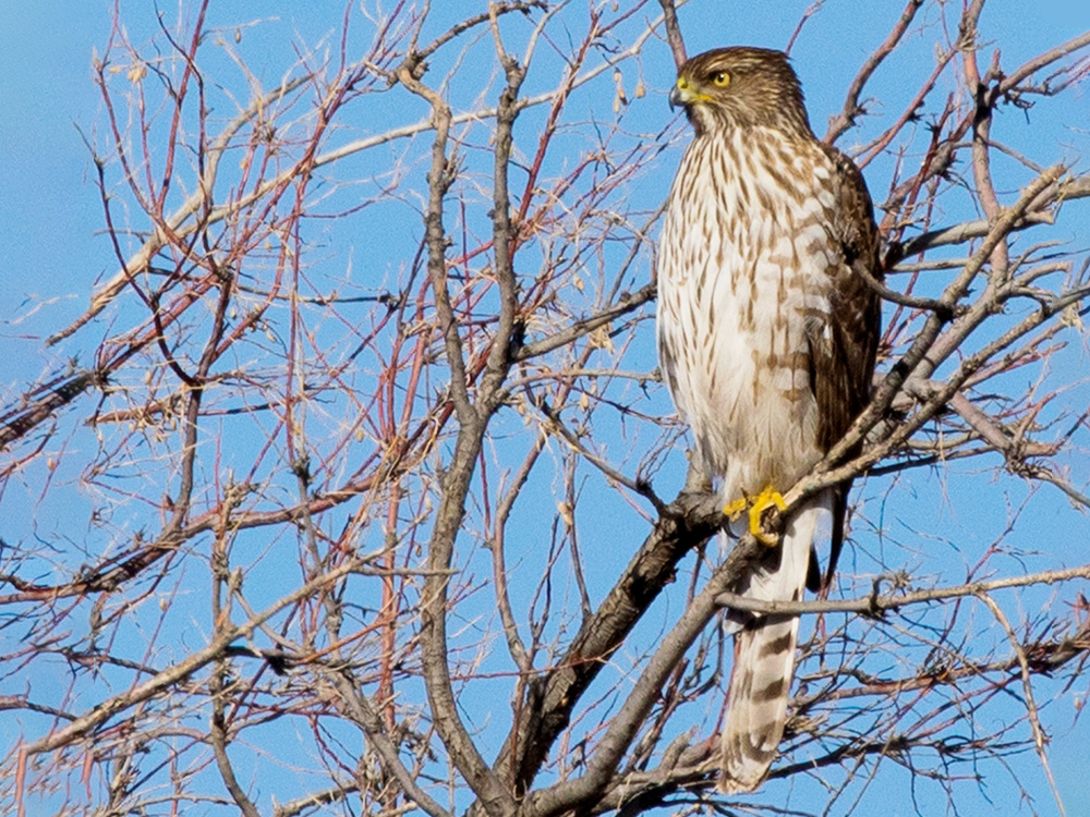 Hawk-Red-Tailed