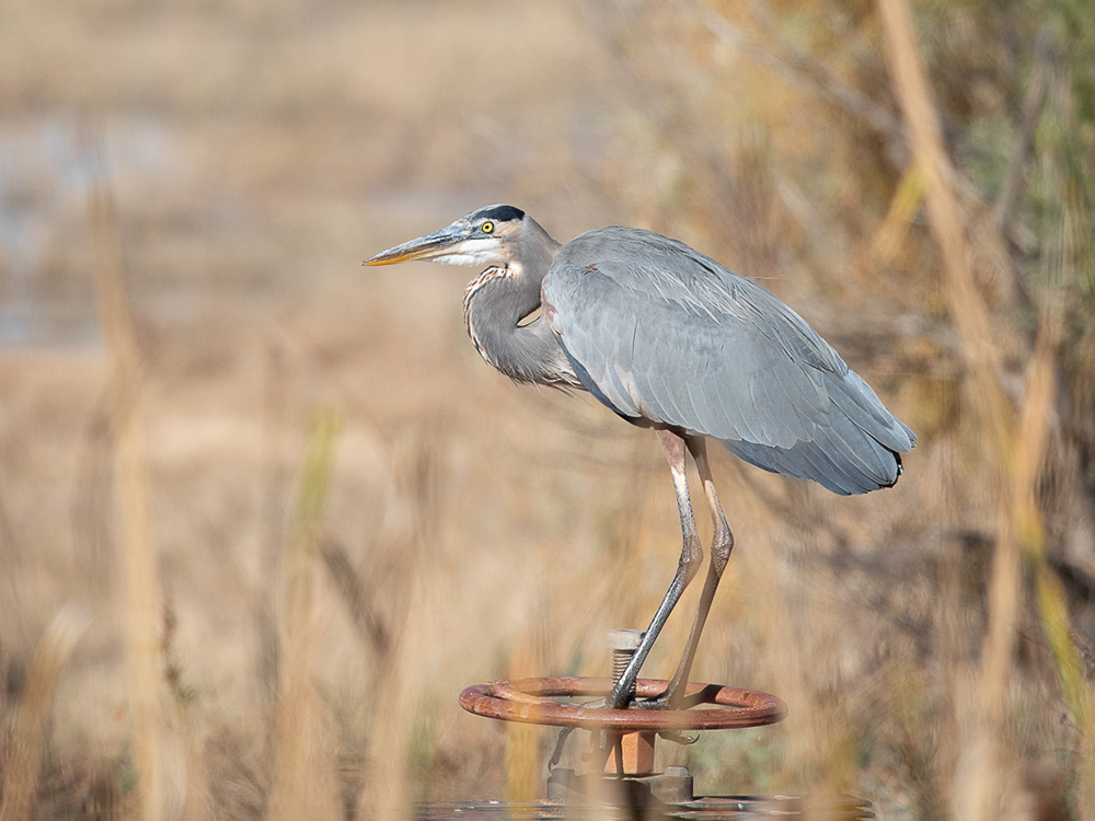 Heron-Great-Blue