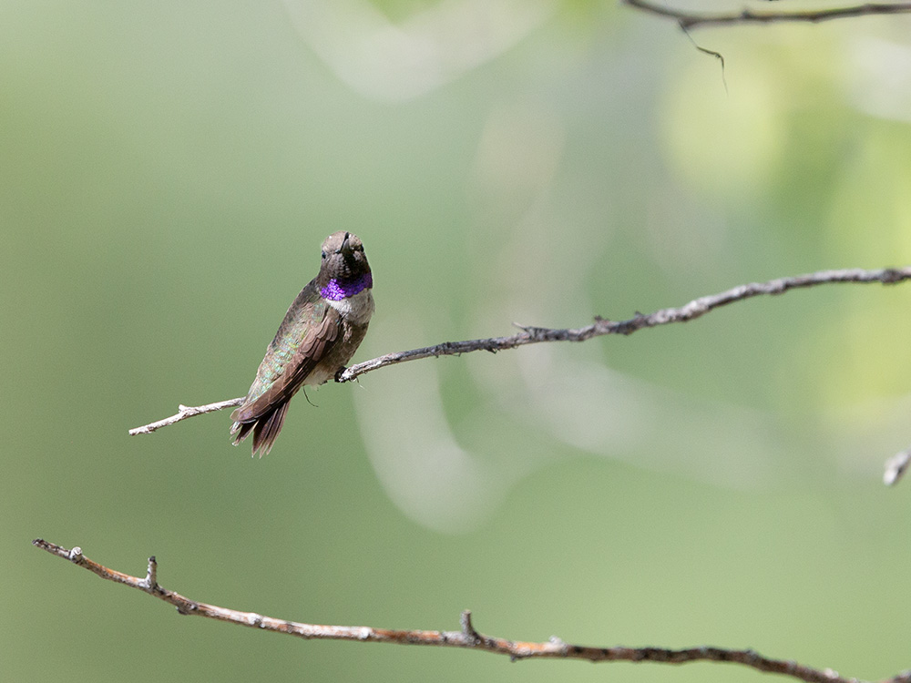 Hummingbird-Black-Chinned