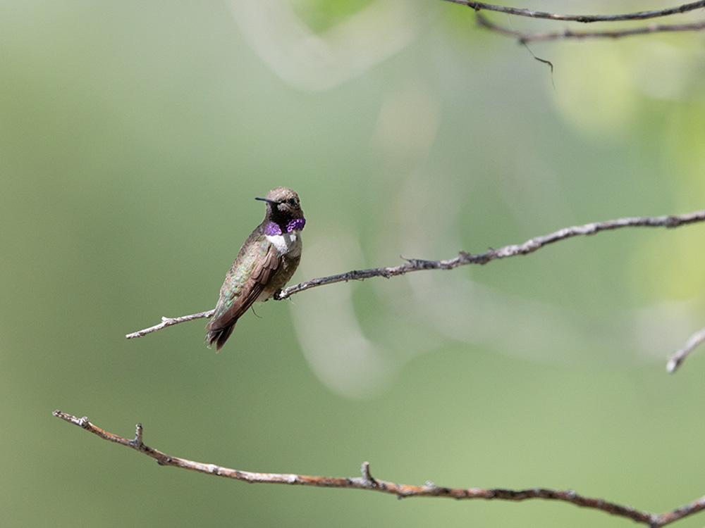 Hummingbird-Black-Chinned