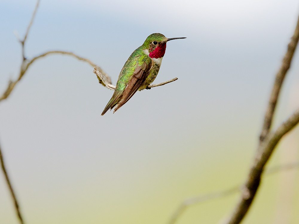 Hummingbird-Broad-Tail