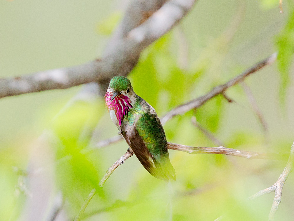 Hummingbird-Calliope