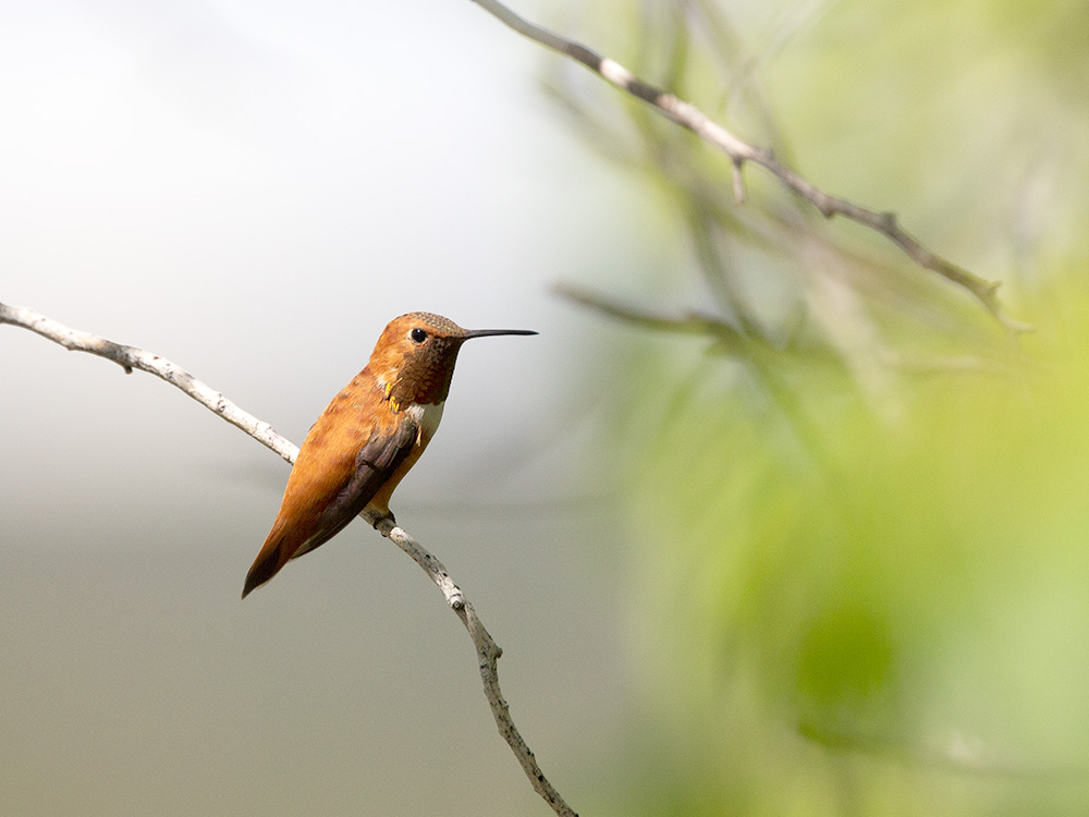 Hummingbird-Rufous