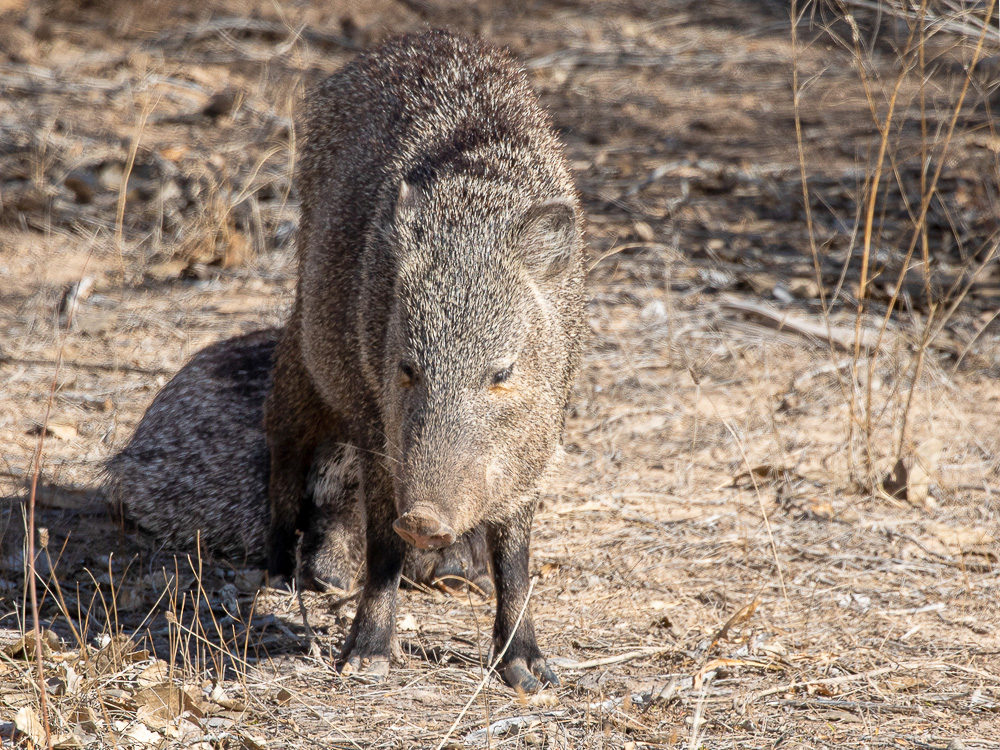 Javelina