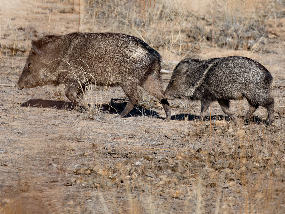 Javelina