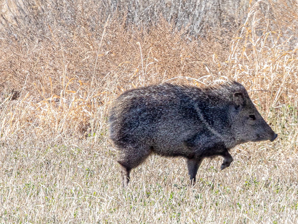 Javelina