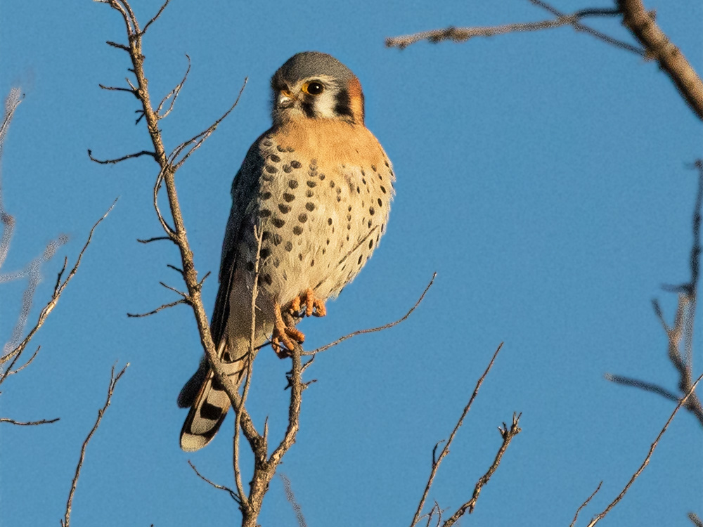  Kestrel-American