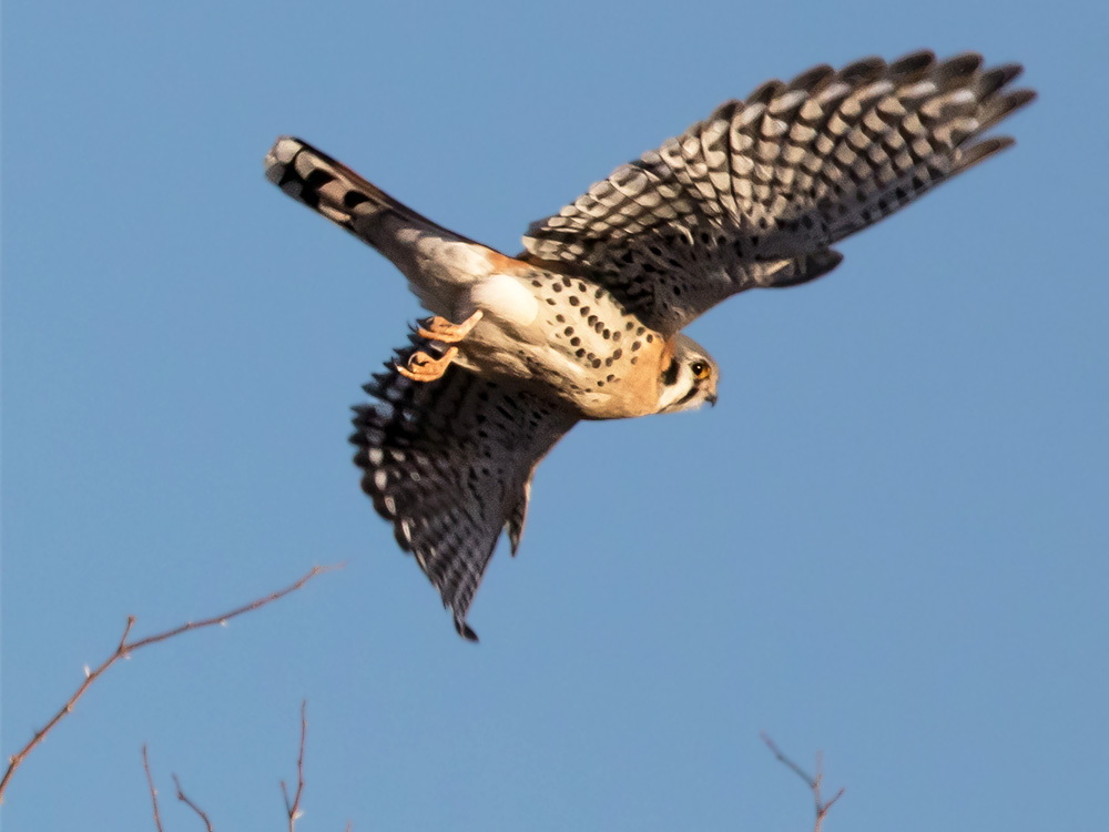  Kestrel-American