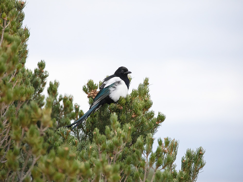 Magpie-Black-Billed