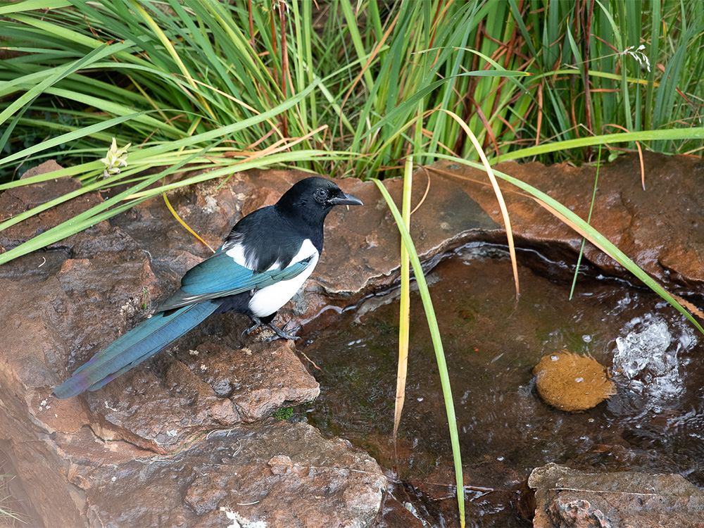 Magpie-Black-Billed