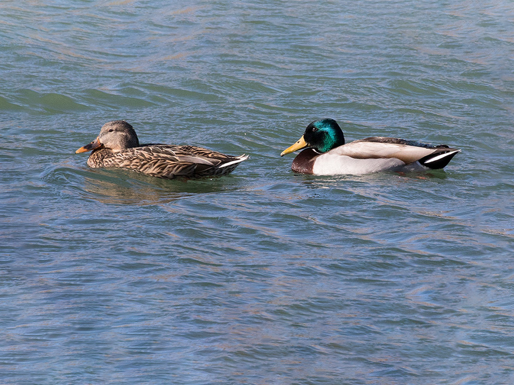 Mallard