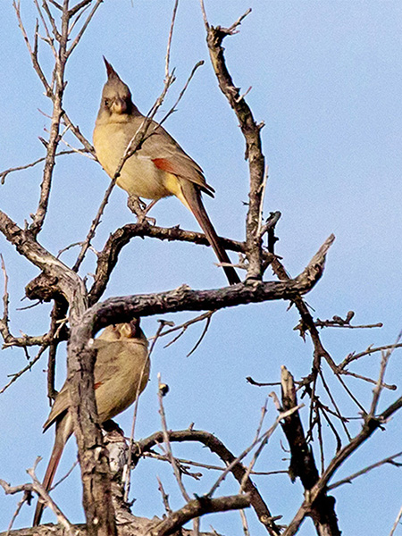  Pyrrhuloxia