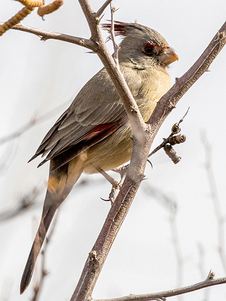  Pyrrhuloxia