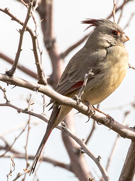 Pyrrhuloxia