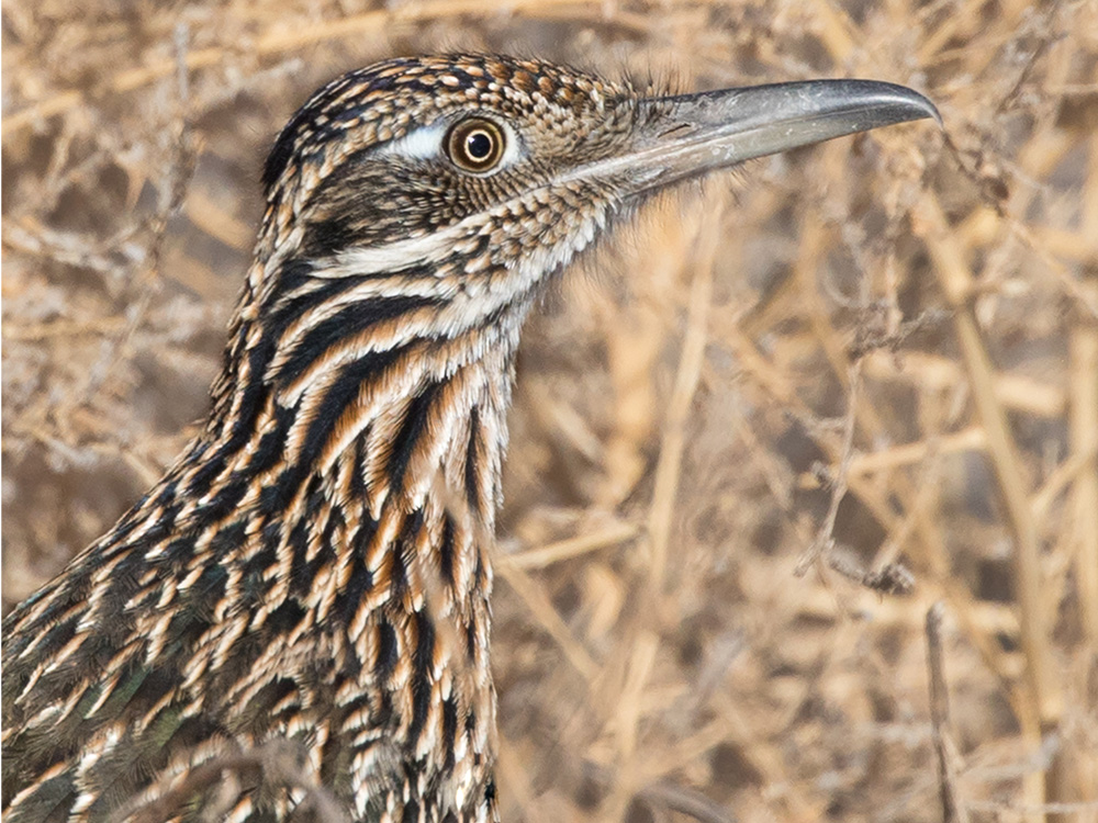  Roadrunner-Greater