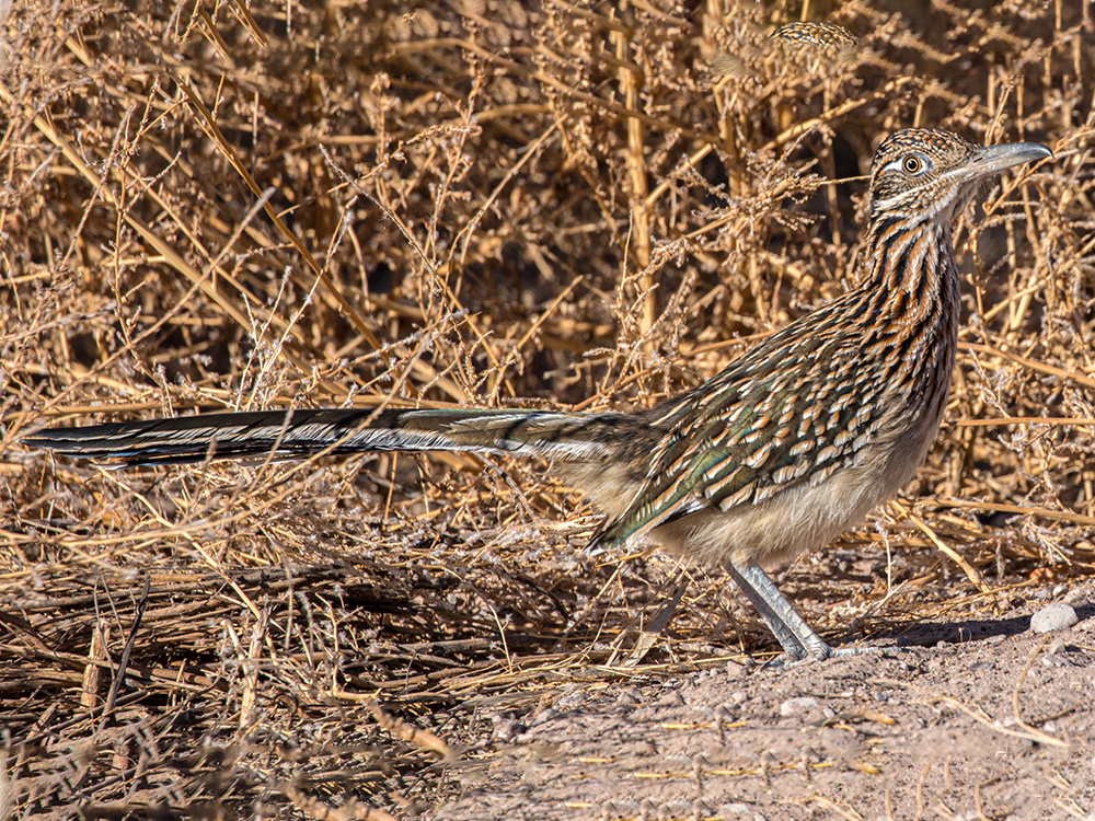  Roadrunner-Greater