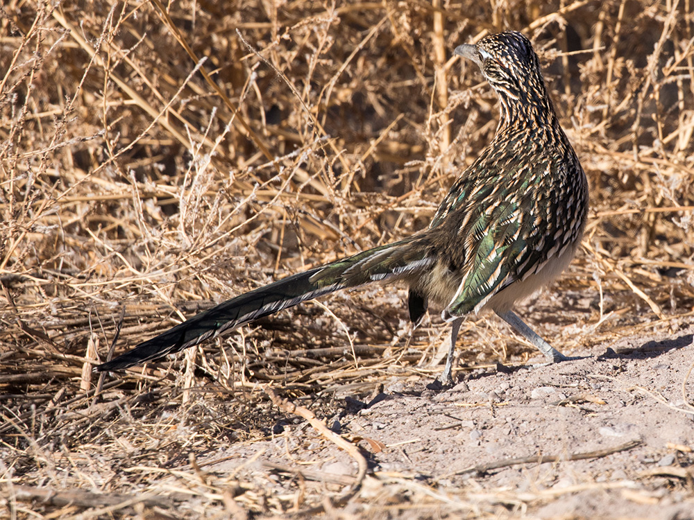 Roadrunner-Greater