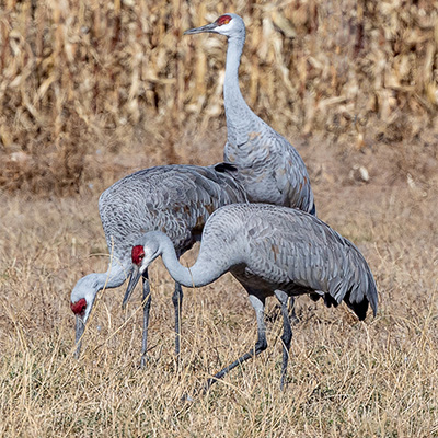 Crane Sandhill