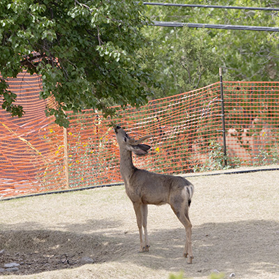 Deer-White-Tailed