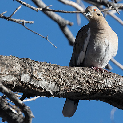 Dove-White-Winged