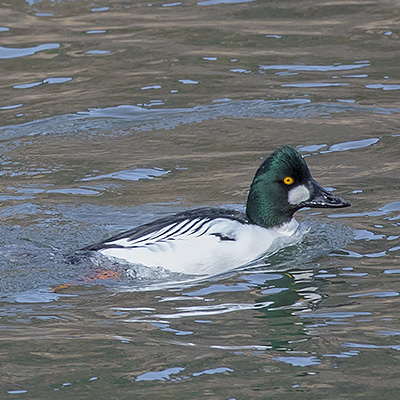 Duck-Goldeneye-Common