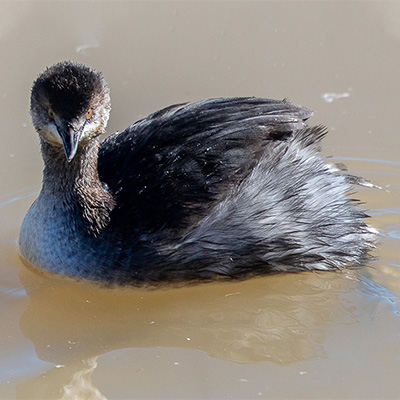 Grebe-Eared