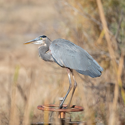 Heron-Great-Blue